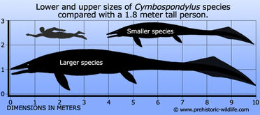 Cymbospondylus size
