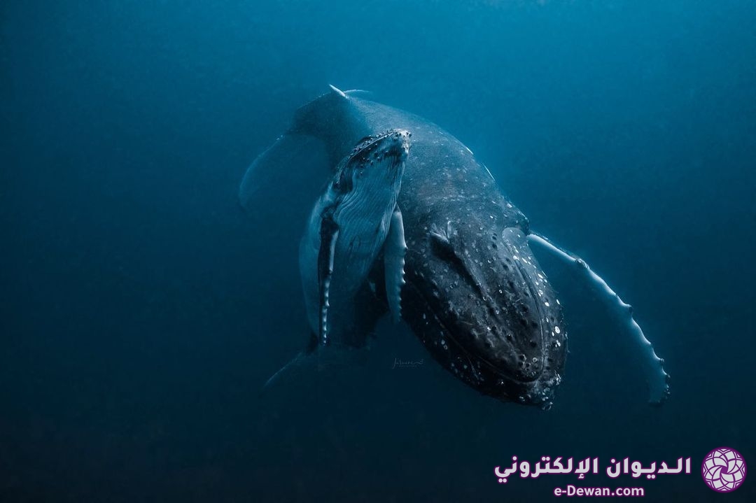 Krasota podvodnogo mira na snimkax zhasmin keri 15