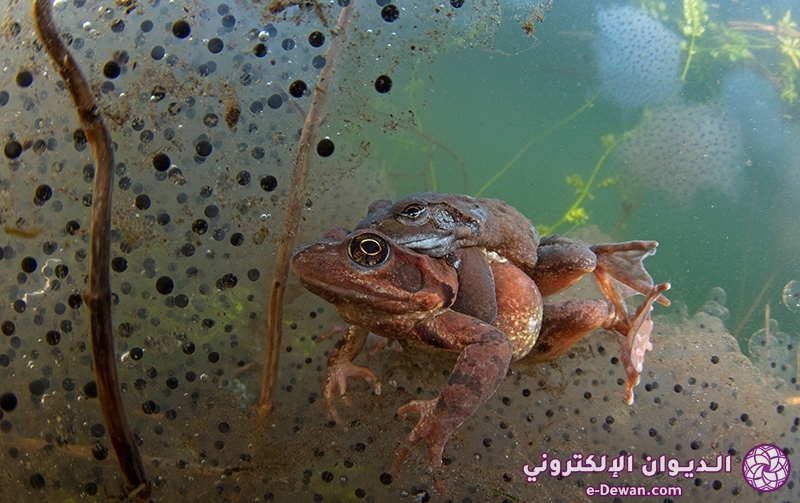 4th Marine Life Behavior Mirko Zanni Frog Mates 1675164788