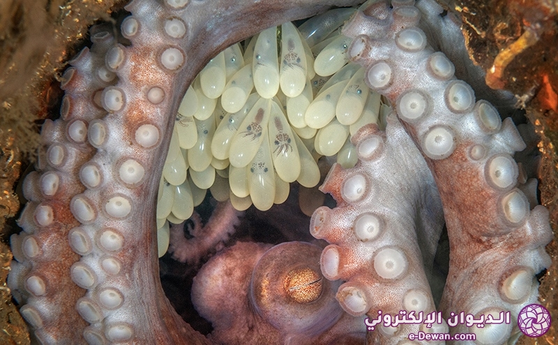 Bestofshow Macro Kat Zhou Octopus Mother 0 1675164235