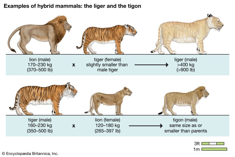 Lions tigers ligers tigons mammals