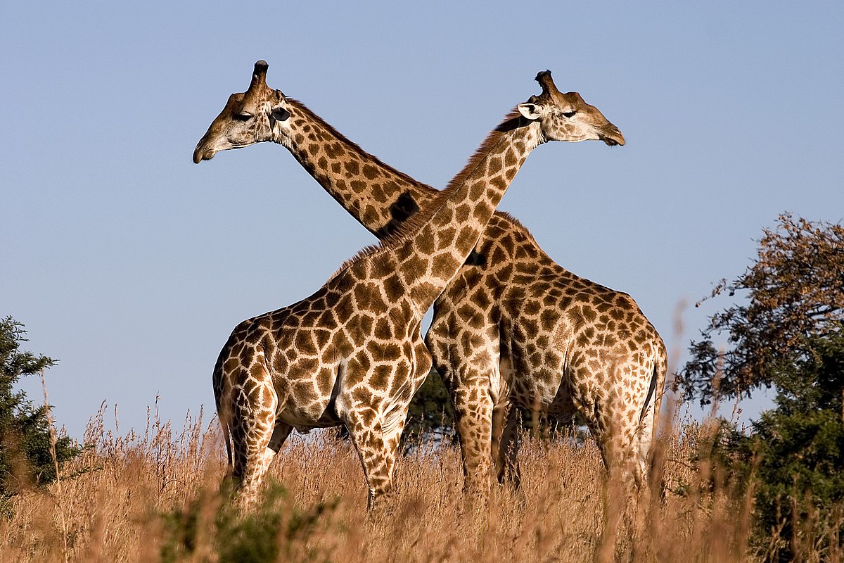 1200px-Giraffe_Ithala_KZN_South_Africa_Luca_Galuzzi_2004.JPG